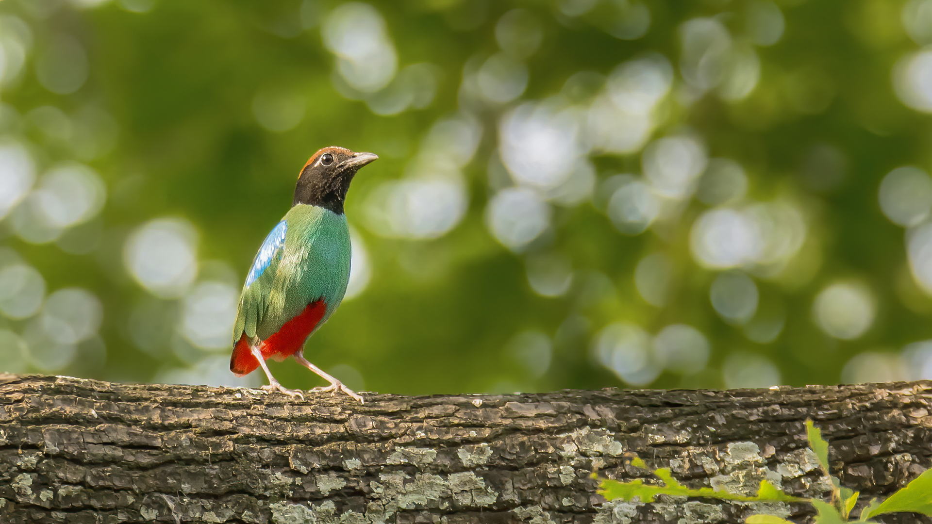 A close encounter with the magnificent Hooded Pitta at Orang National Park, India